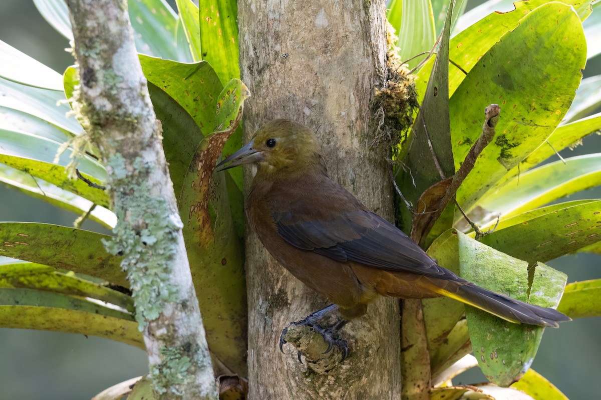Russet-backed Oropendola (Russet-backed) - ML647414726