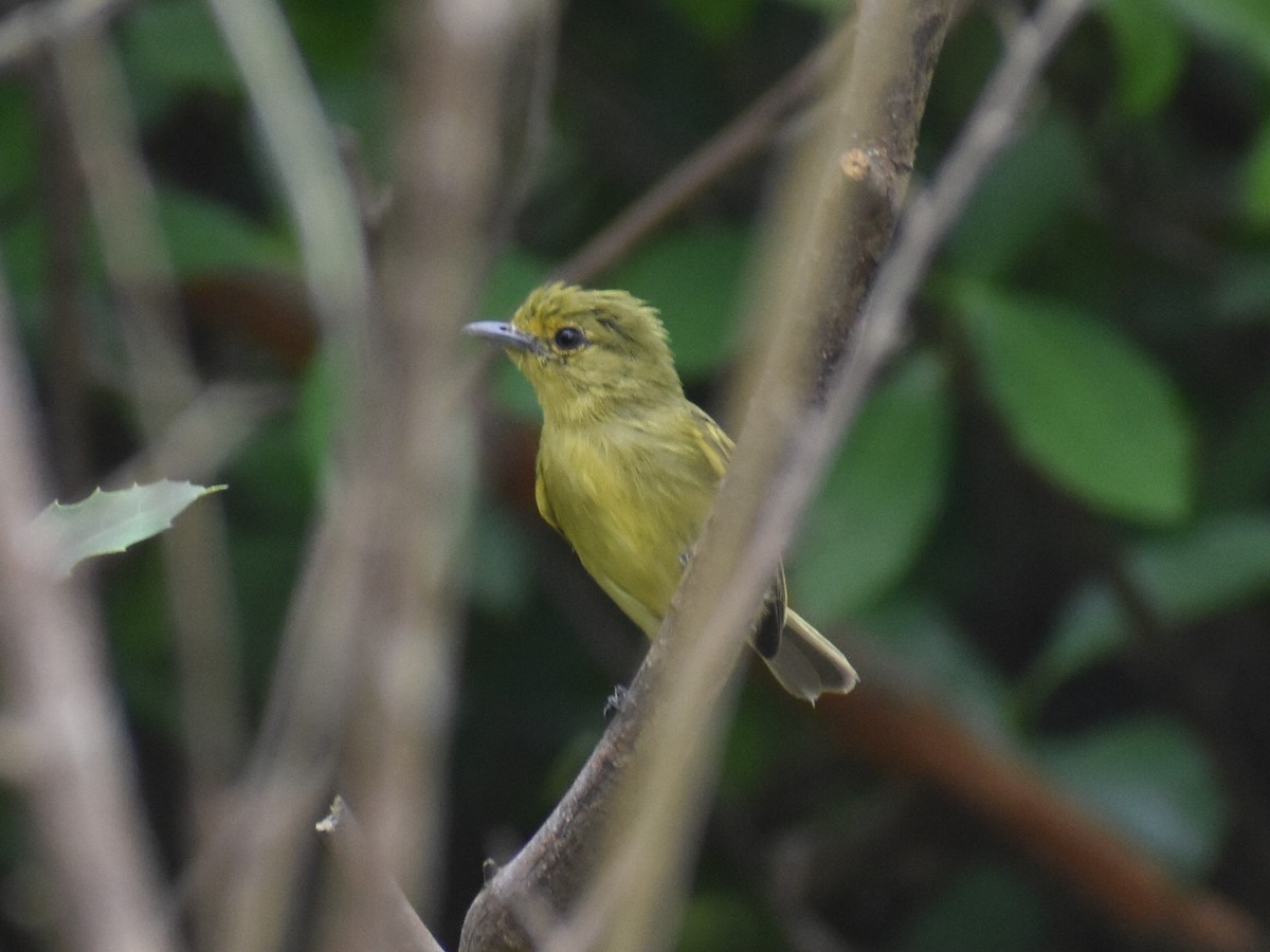 Ochre-lored Flatbill - ML647414735