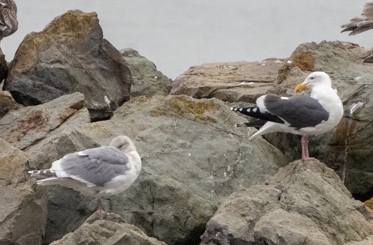 Glaucous-winged Gull - ML647414736
