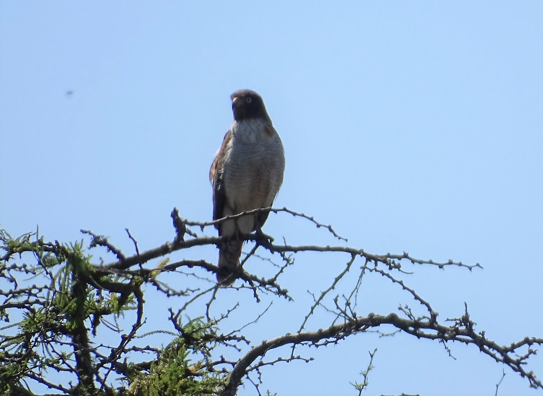 Roadside Hawk - ML647414737