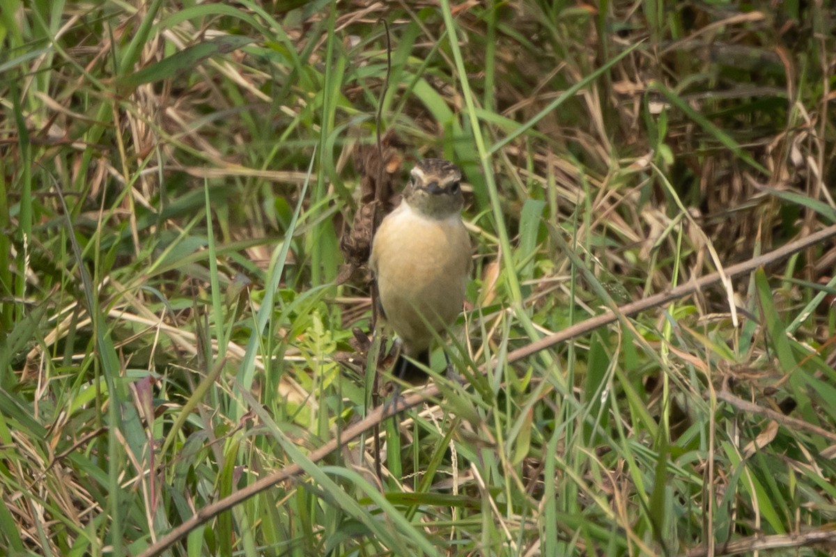 Амарын шулганаа - ML647414738