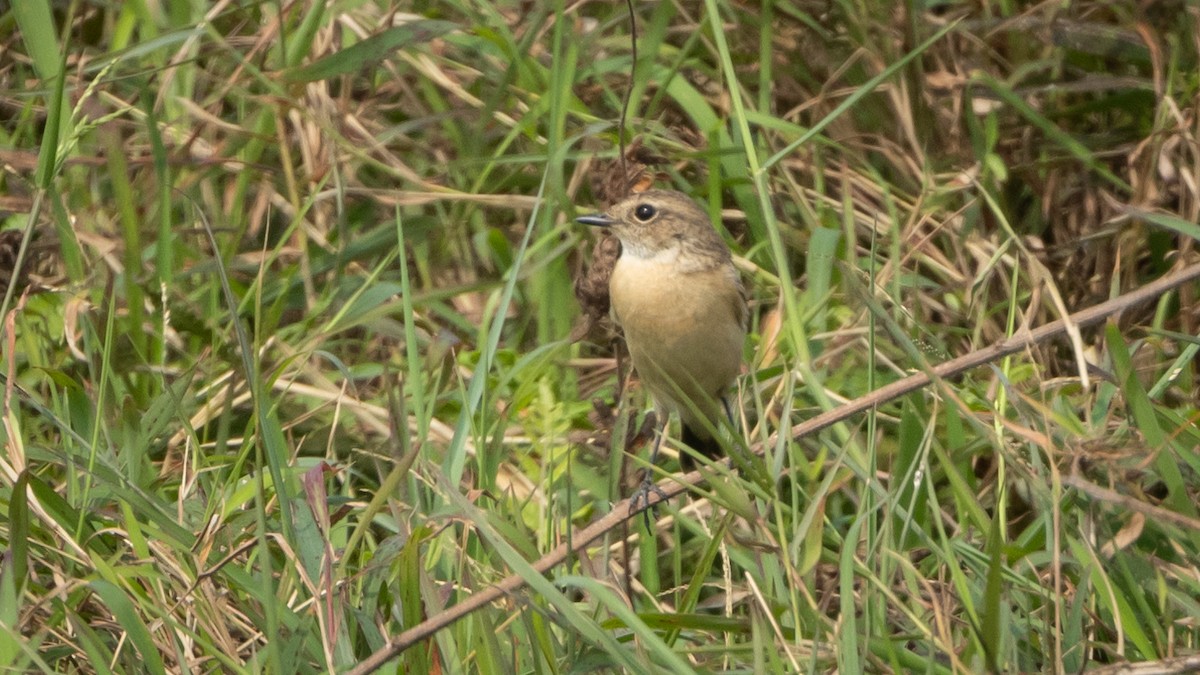Амарын шулганаа - ML647414739