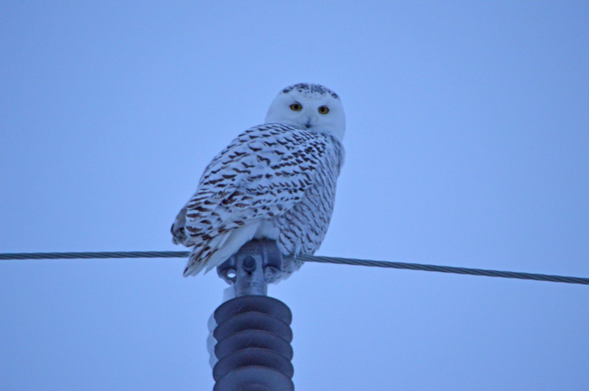 Цэвдгийн ууль - ML647414741