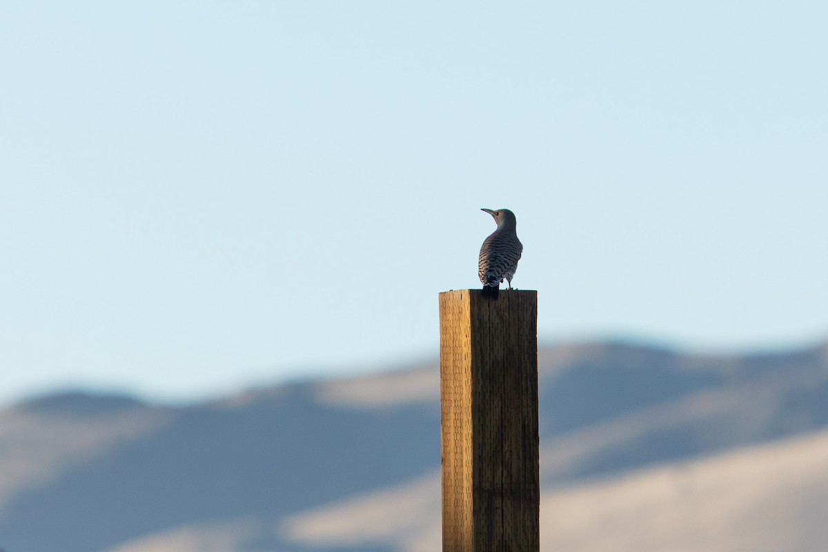 Northern Flicker - ML647414744