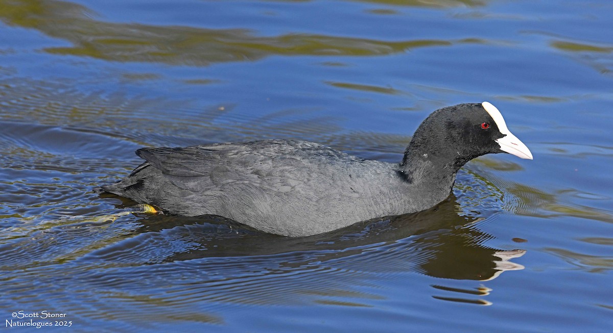 Халзан түнжүүр - ML647414745