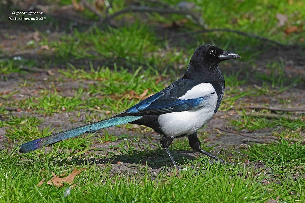 Алаг шаазгай - ML647414746