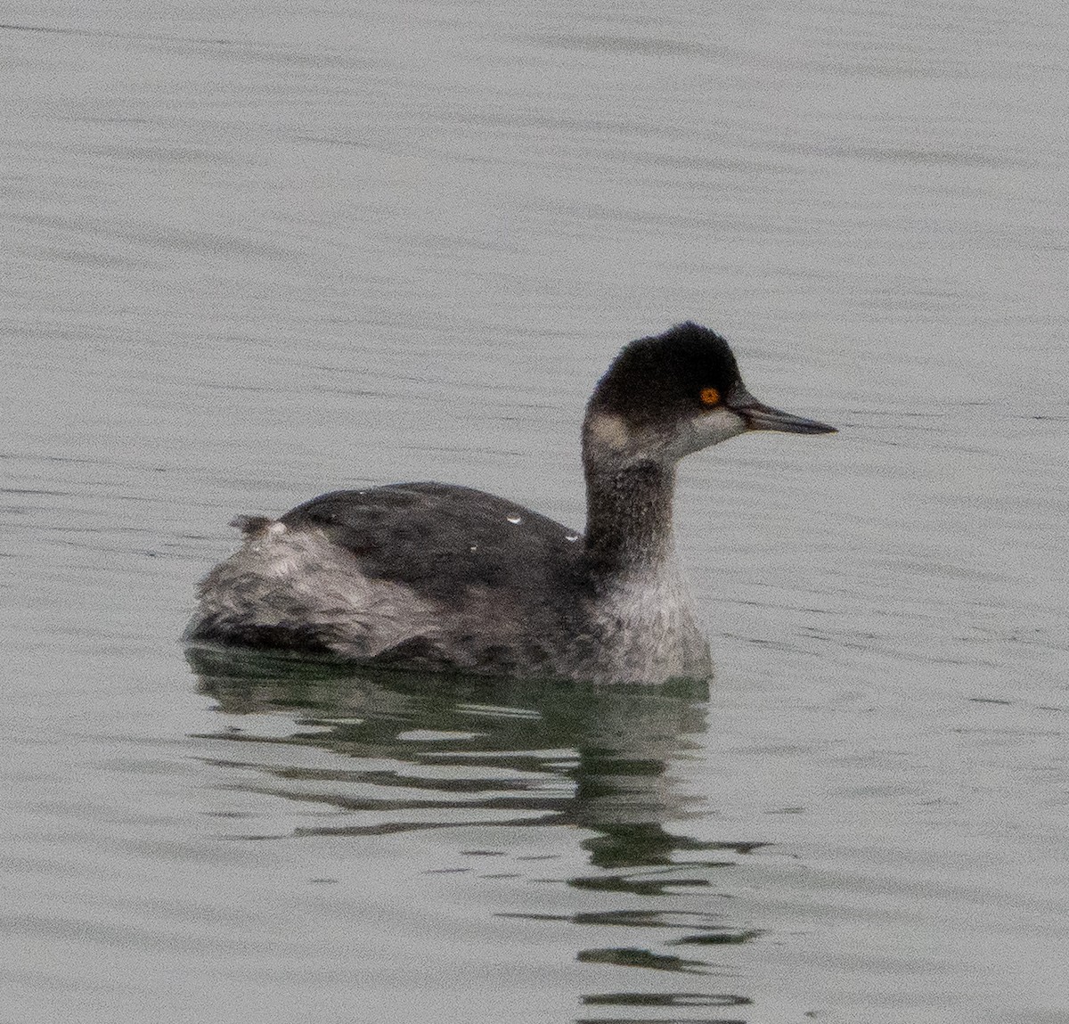 Халтар шунгуур - ML647414747