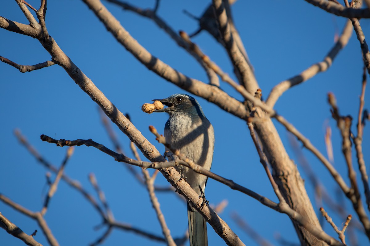 California Scrub-Jay - ML647414749