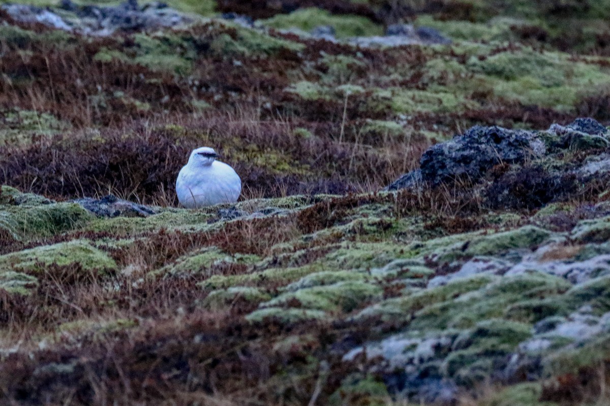 Цэвдгийн ахууна - ML647414751