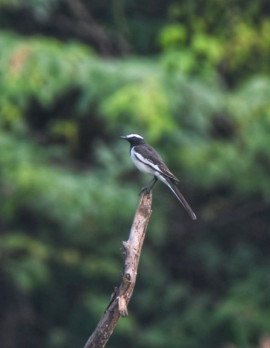 White-browed Wagtail - ML647414752