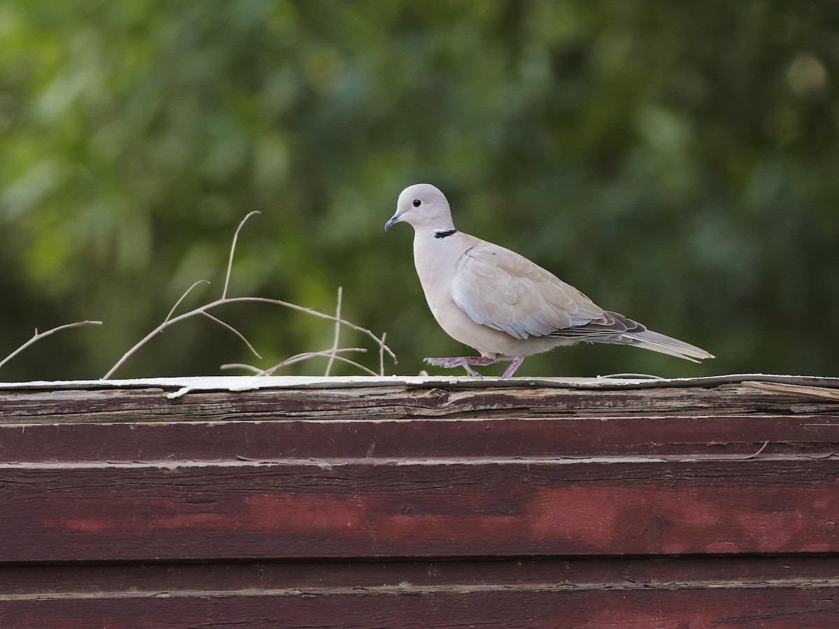 African Collared-Dove - ML647414753