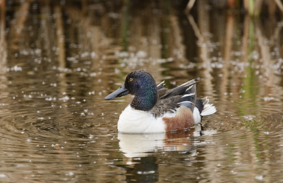 Халбага нугас - ML647414754
