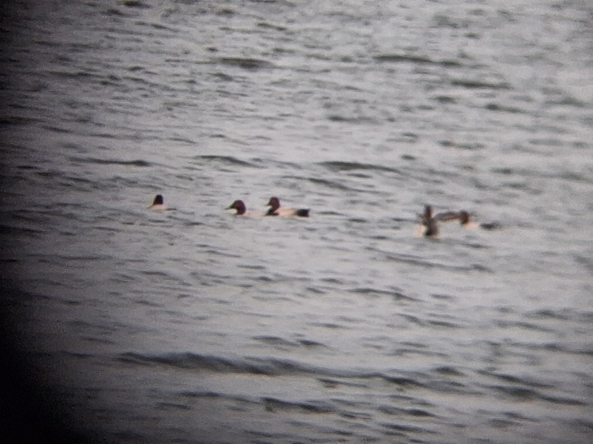 Улаан хүзүүт шумбуур - ML647414755