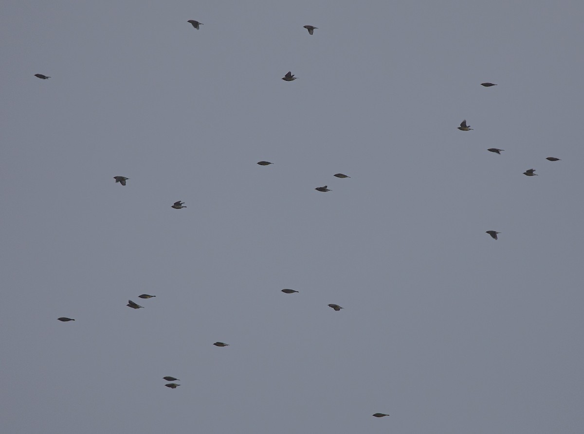 Cedar Waxwing - ML647414756