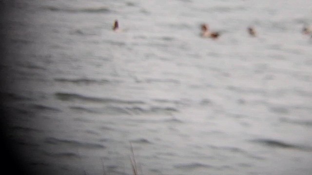 Common Pochard - ML647414758