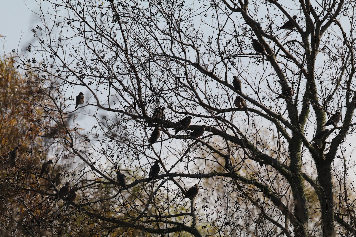 Mourning Dove - ML647414759