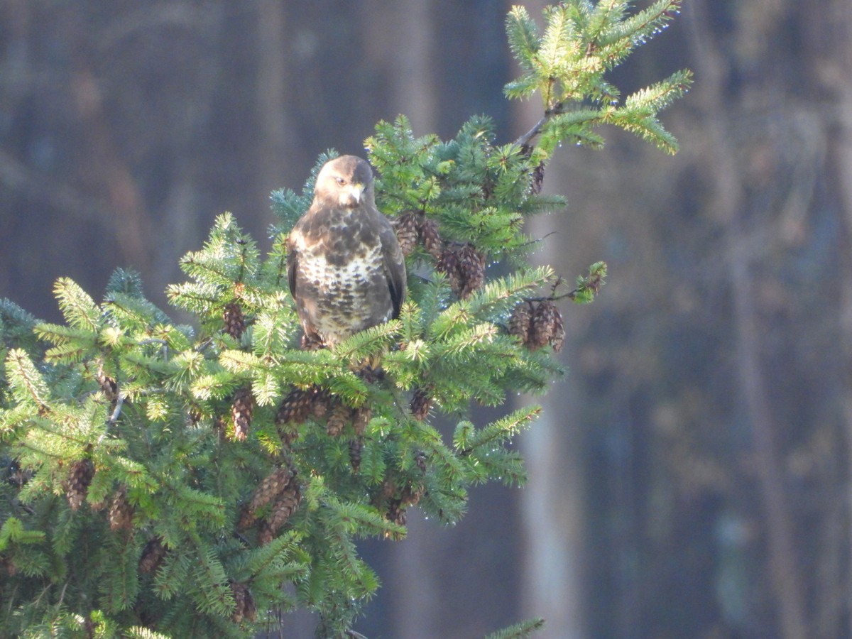 Ойн сар - ML647414760