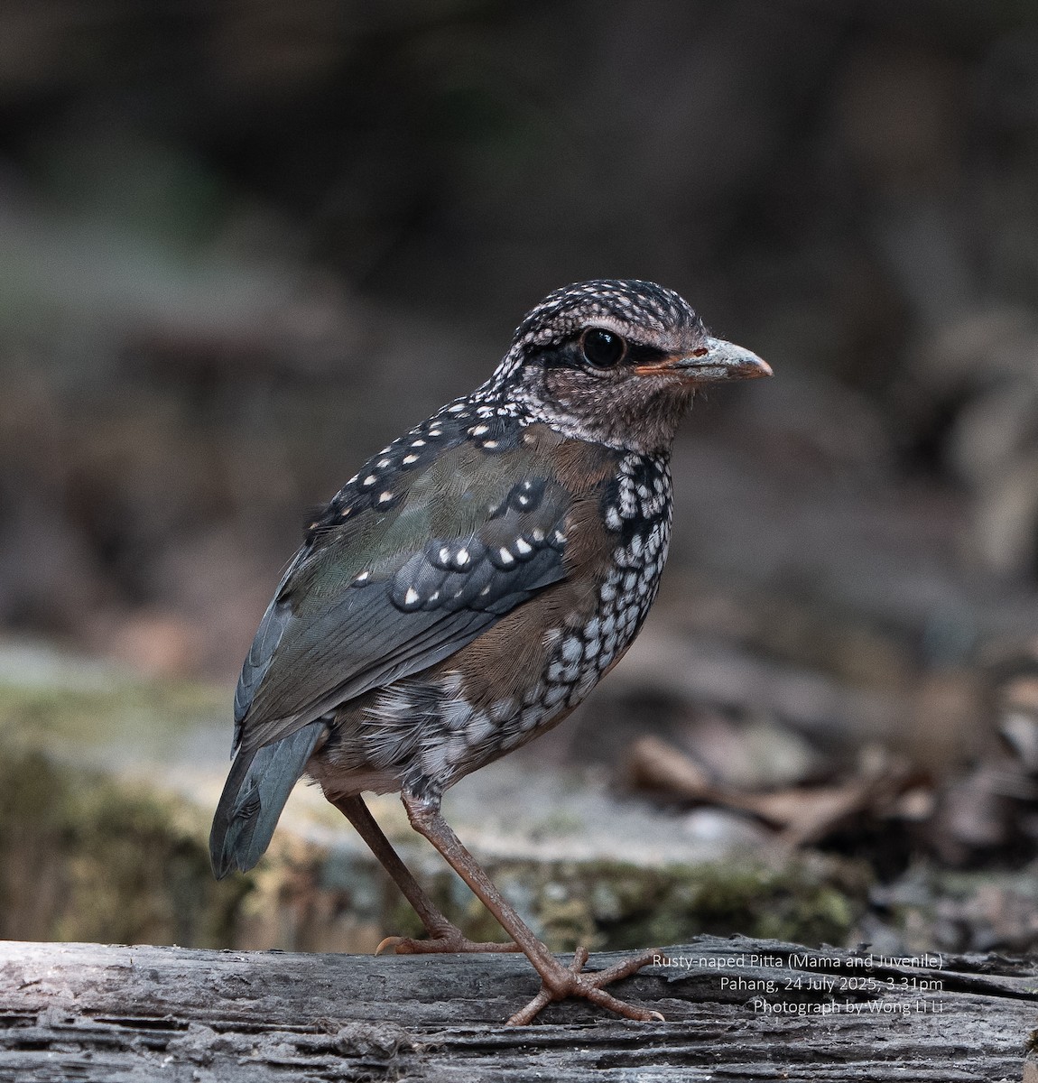Rusty-naped Pitta - ML647414761
