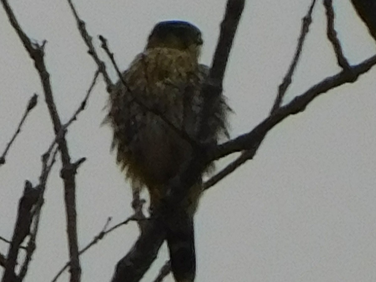 Merlin - ML647414762