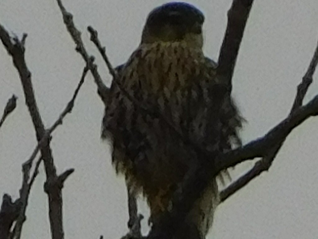 Merlin - ML647414764