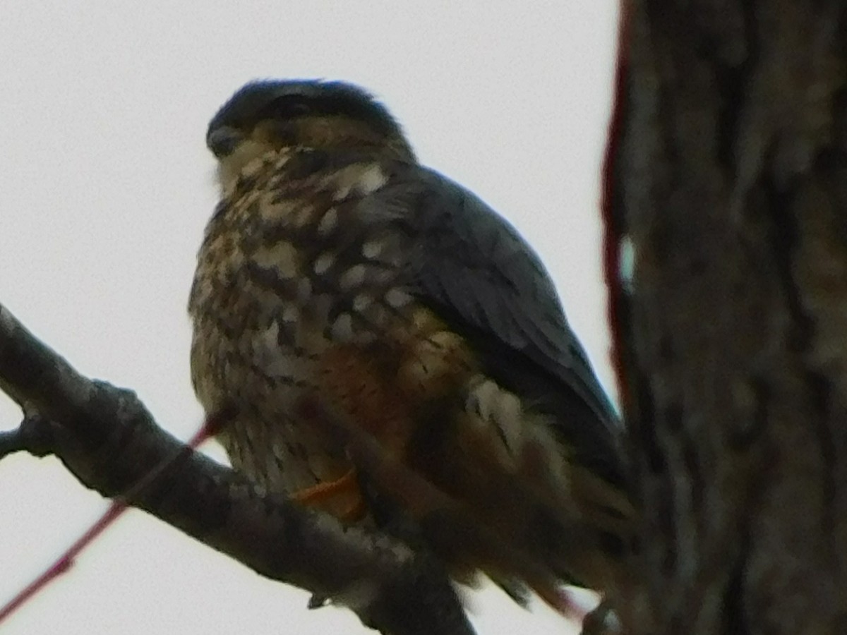 Merlin - ML647414771