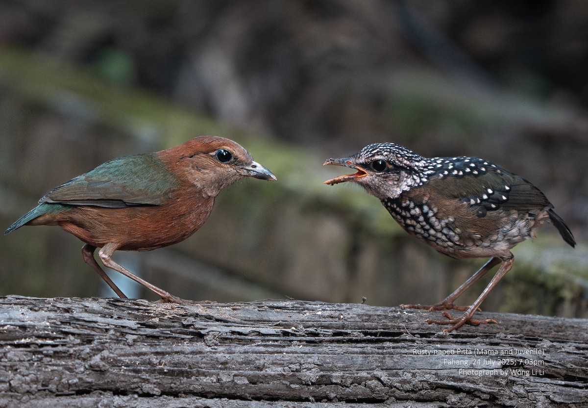 Rusty-naped Pitta - ML647414772