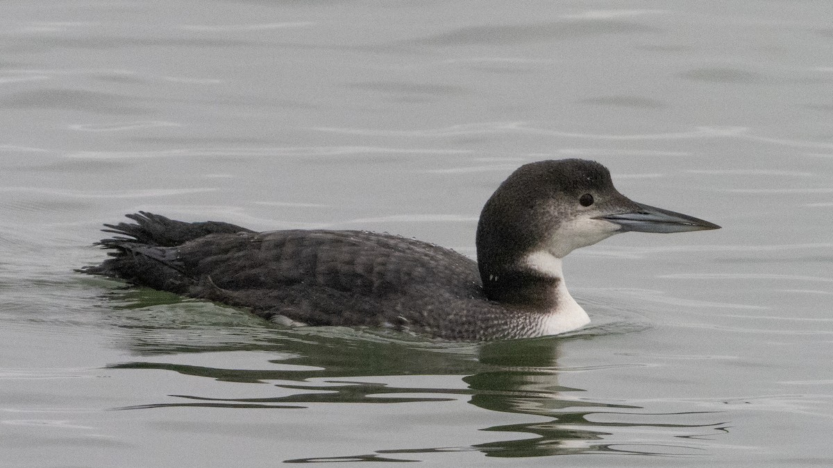 Common Loon - ML647414778