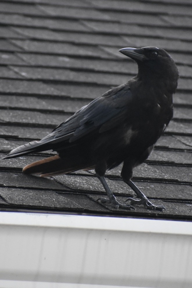 American/Fish Crow - ML647414780