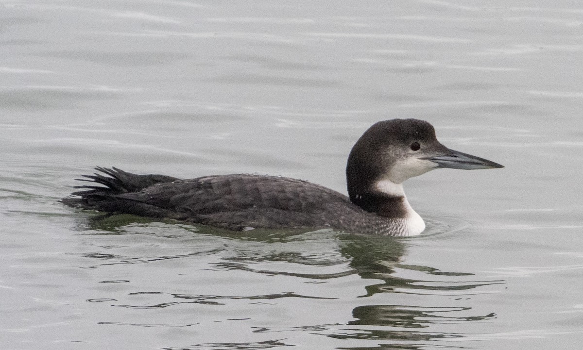 Common Loon - ML647414785