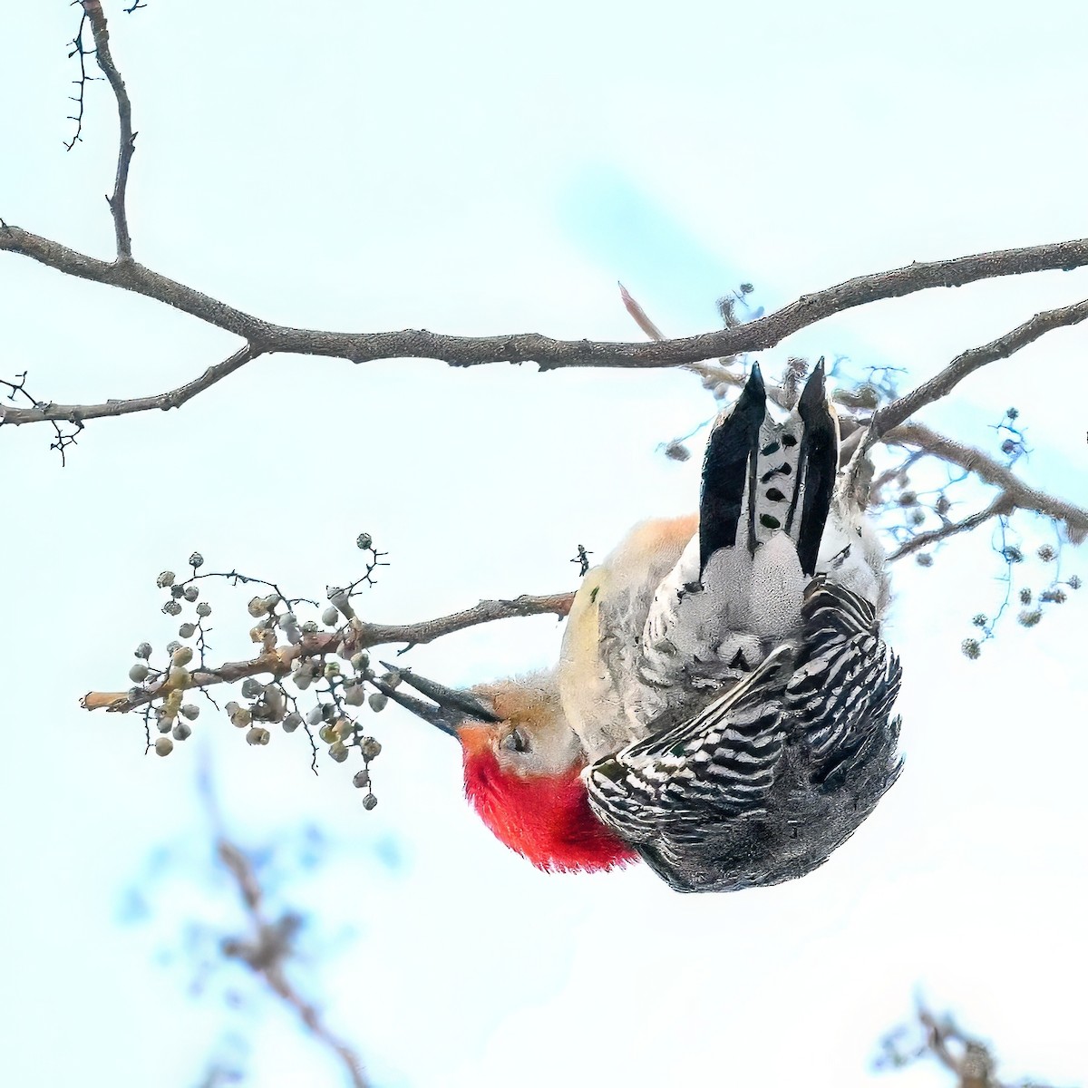 Гіла каролінська - ML647414786