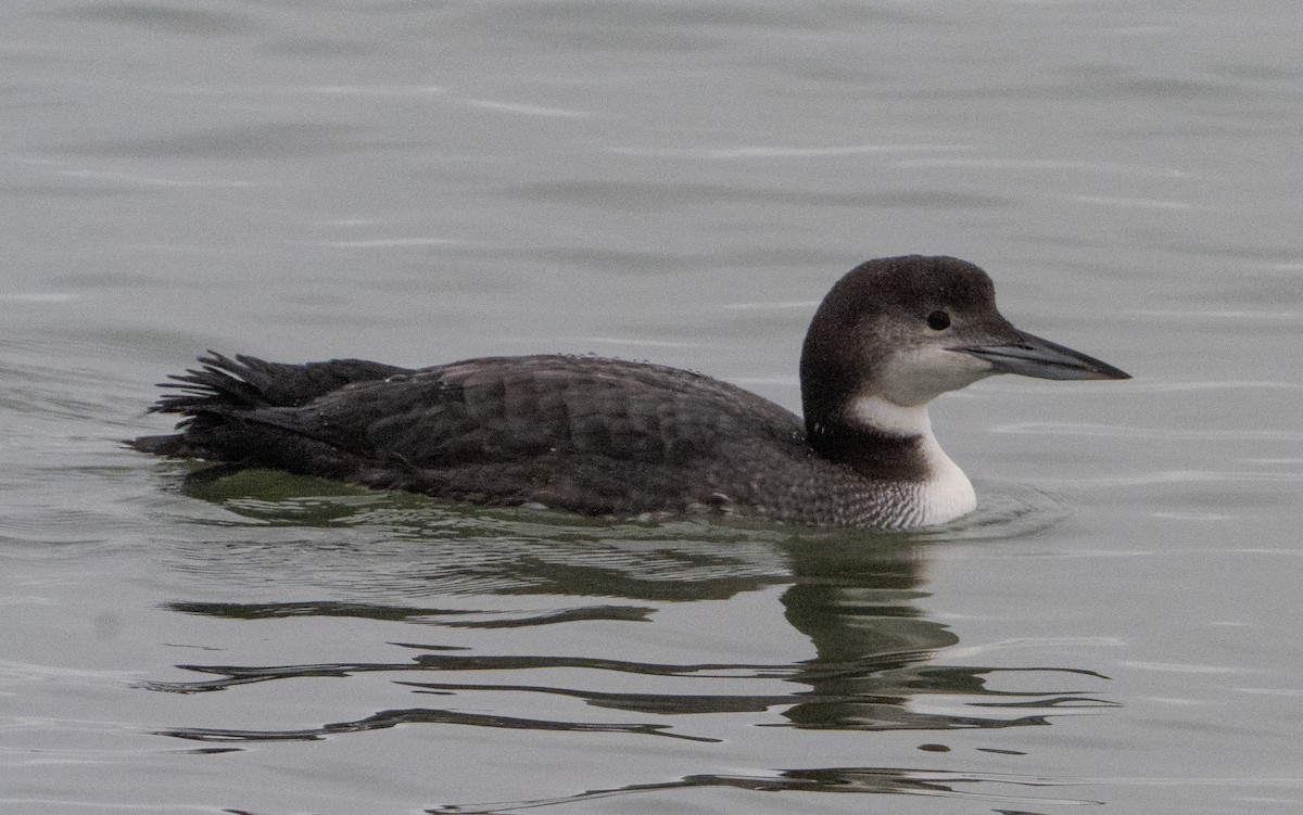 Common Loon - ML647414789