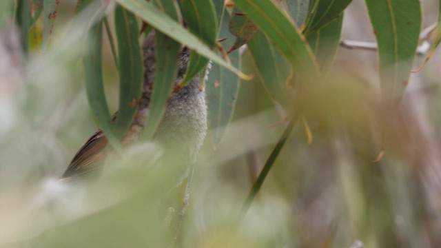 Western Bristlebird - ML647414796
