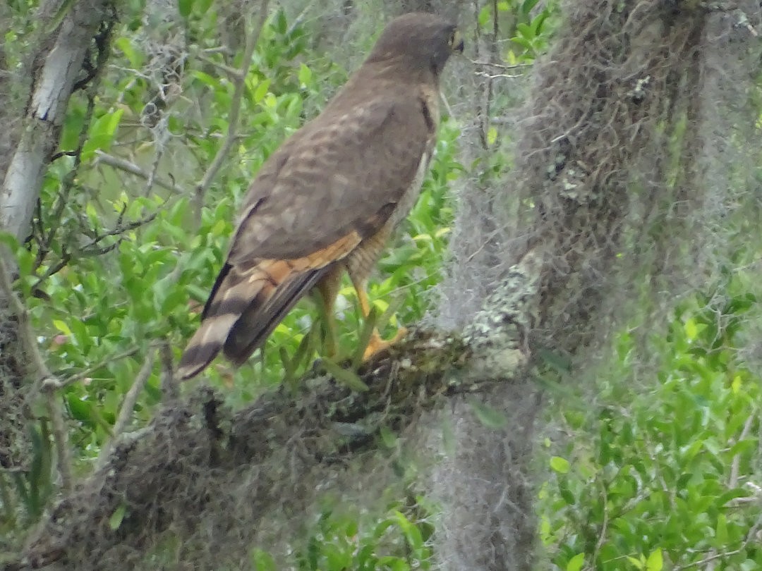 Roadside Hawk - ML647414843