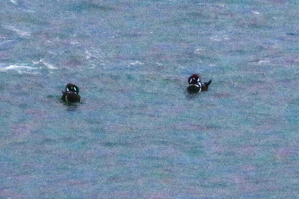 Harlequin Duck - ML647414865