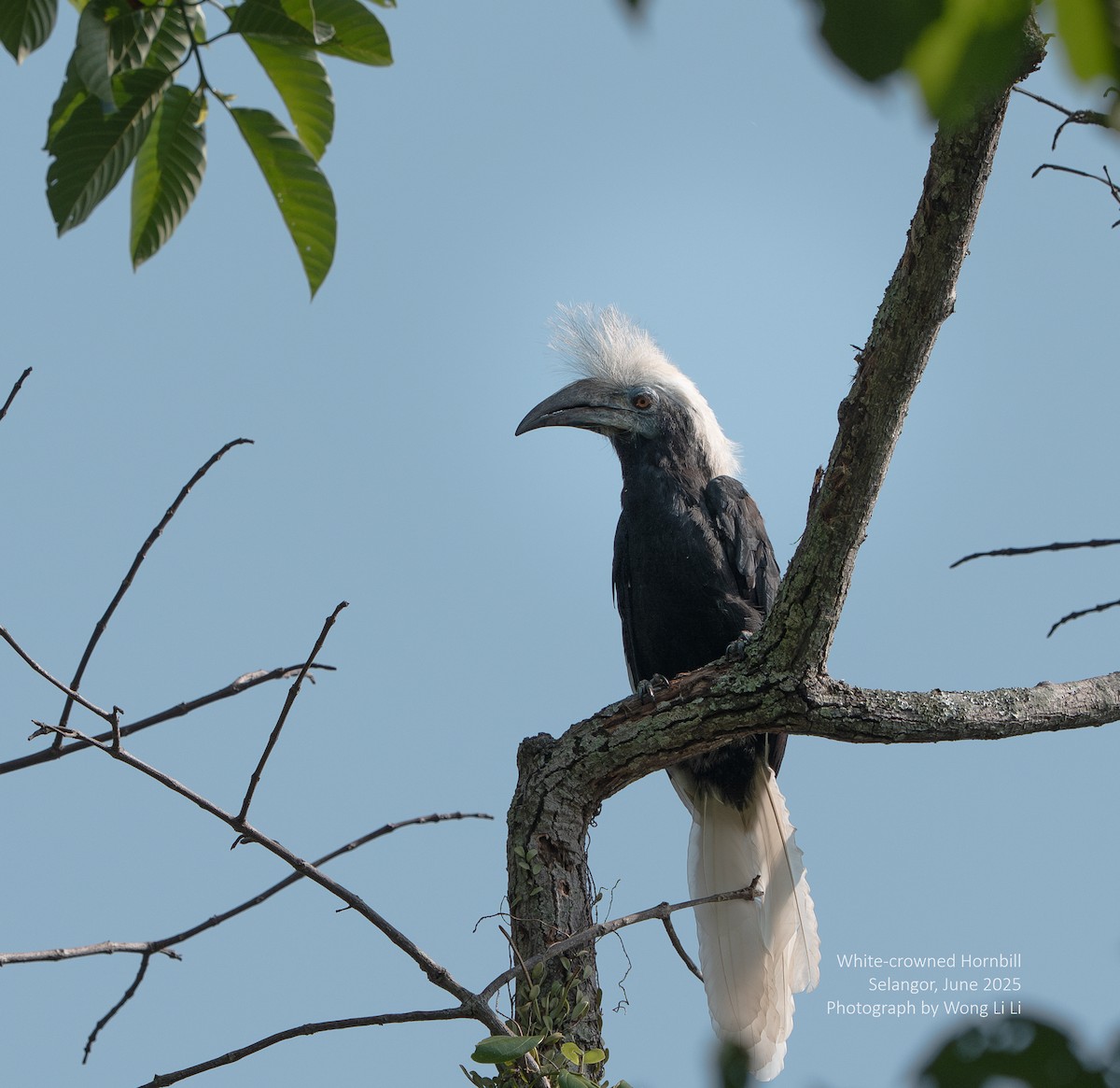 White-crowned Hornbill - ML647414873