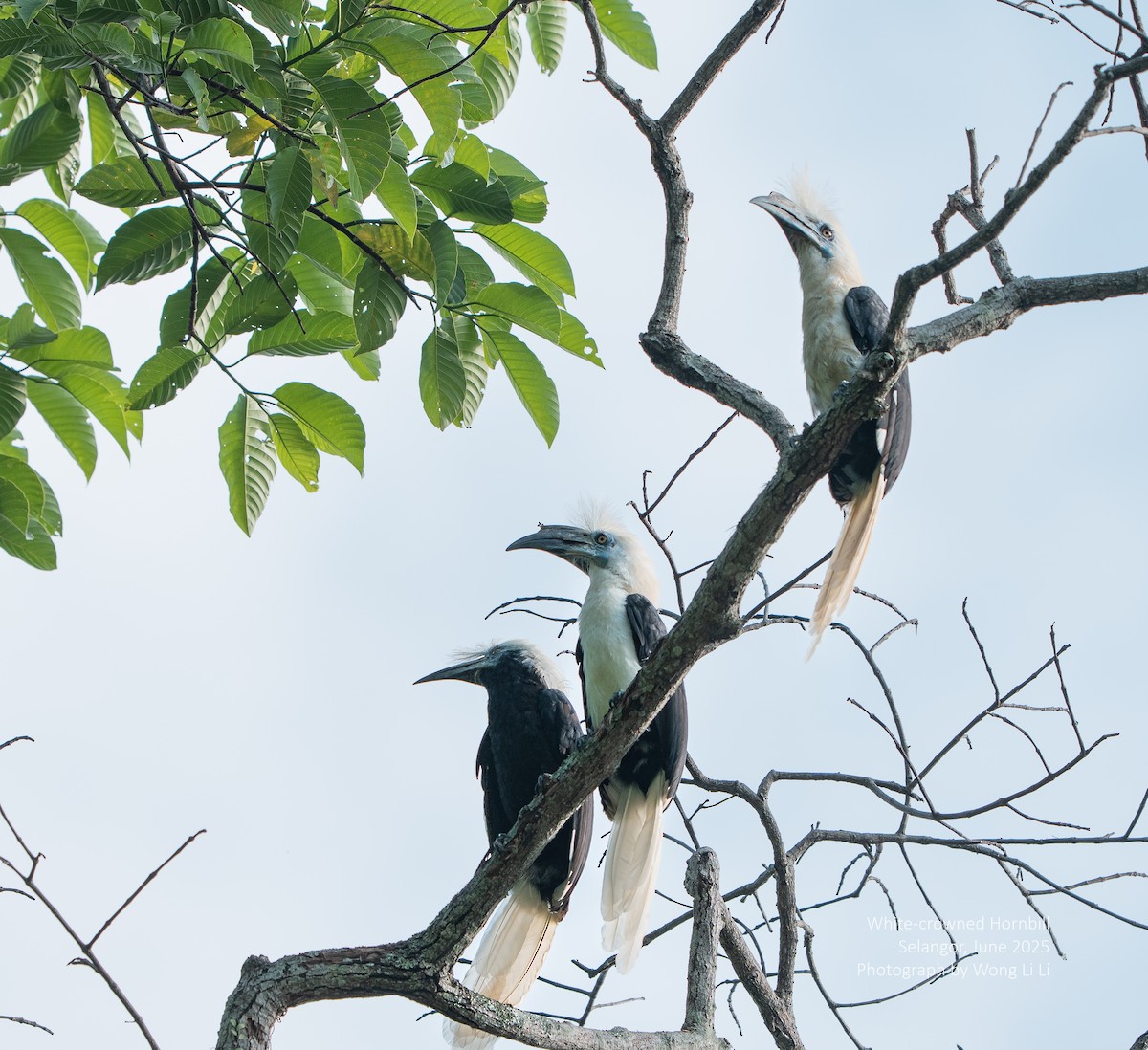 White-crowned Hornbill - ML647414874