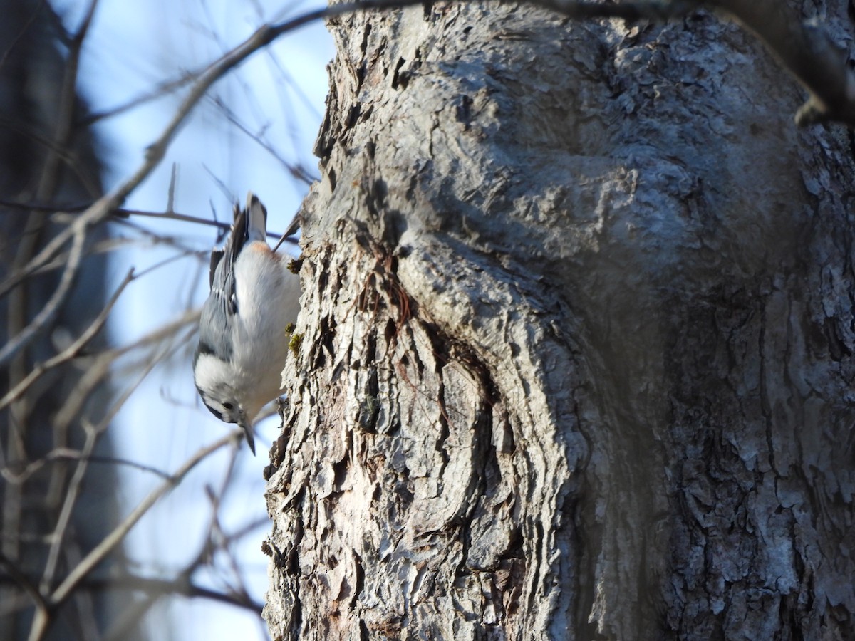 Weißbrustkleiber - ML647414881