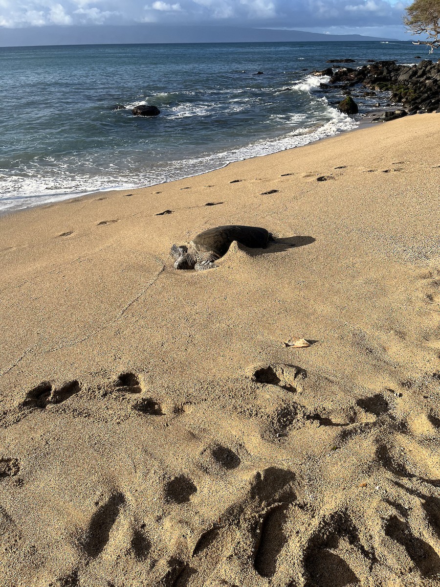 Green Sea Turtle - ML647414889