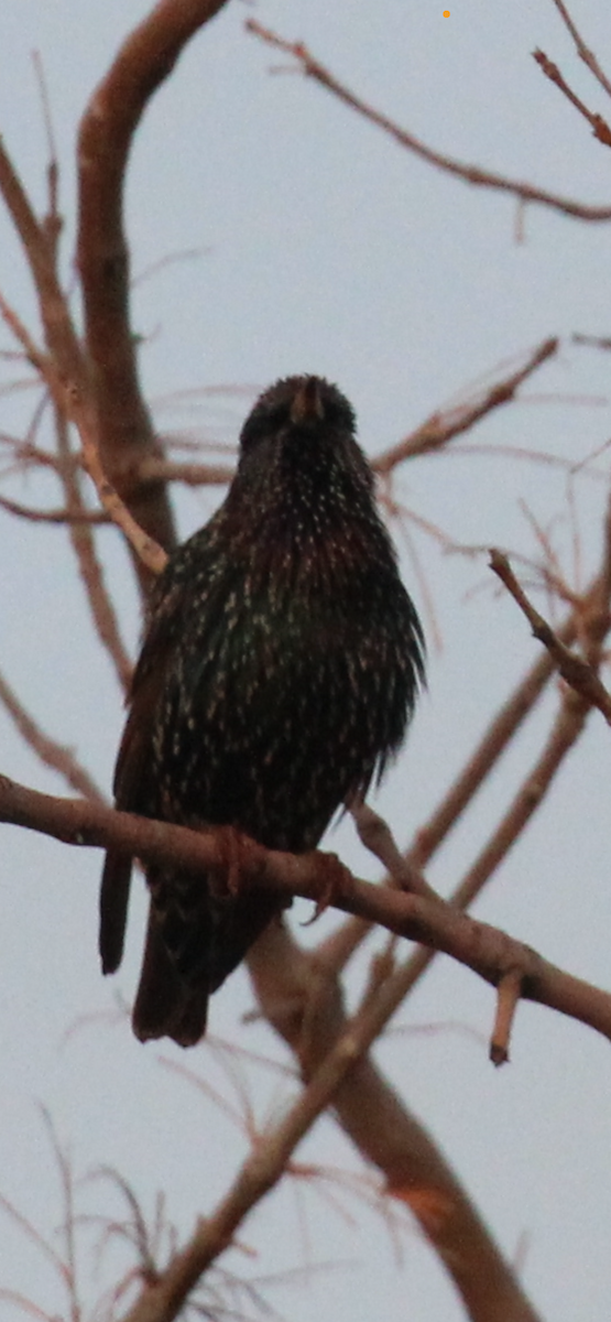 European Starling - ML647414894