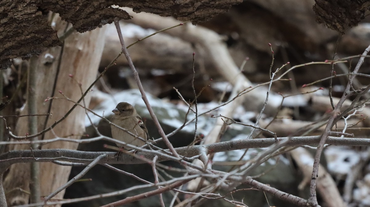 House Sparrow - ML647414943