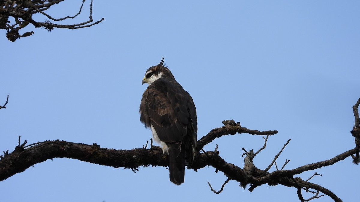 orel horský - ML647414952