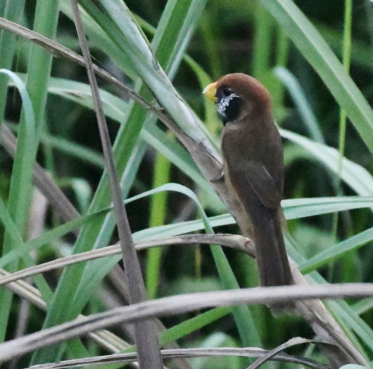 Black-throated Parrotbill - ML647414957