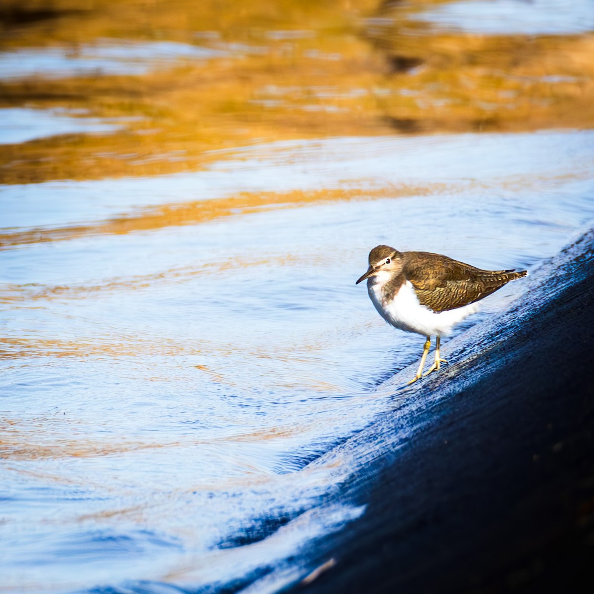 strandsnipe - ML647414958