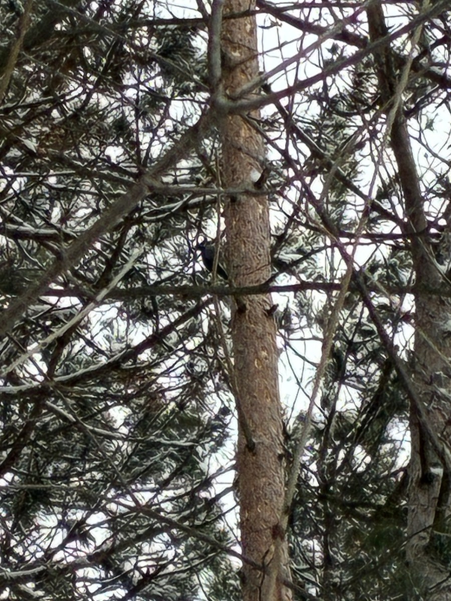 svartryggspett - ML647414967