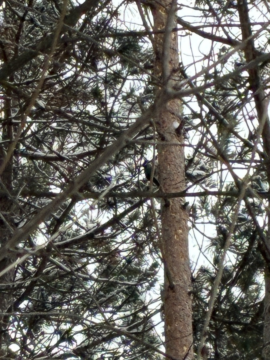 svartryggspett - ML647414968