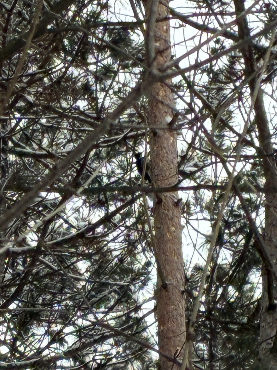 svartryggspett - ML647414969