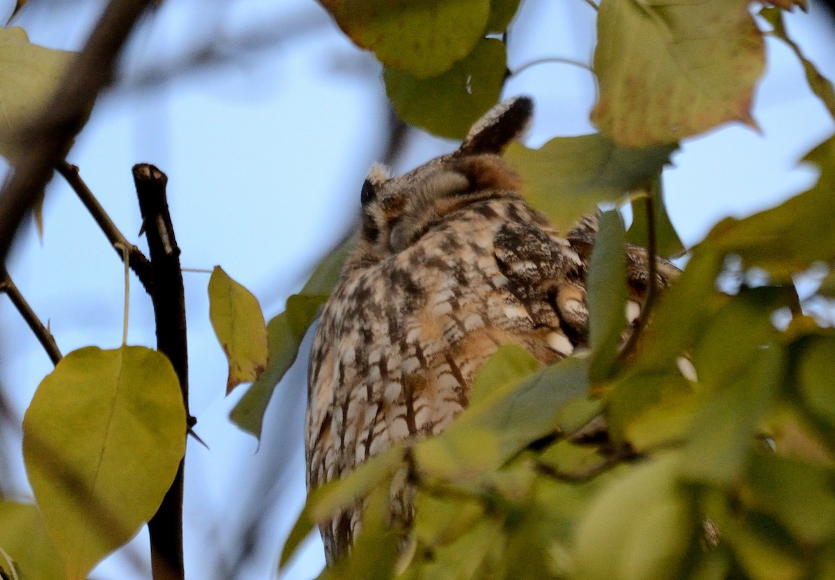 Long-eared Owl - ML647414973