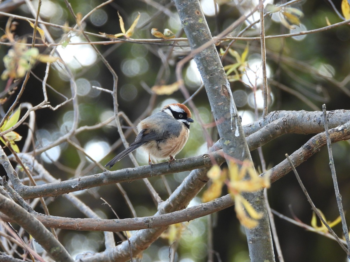 mlynařík kaštanovotemenný - ML647414976