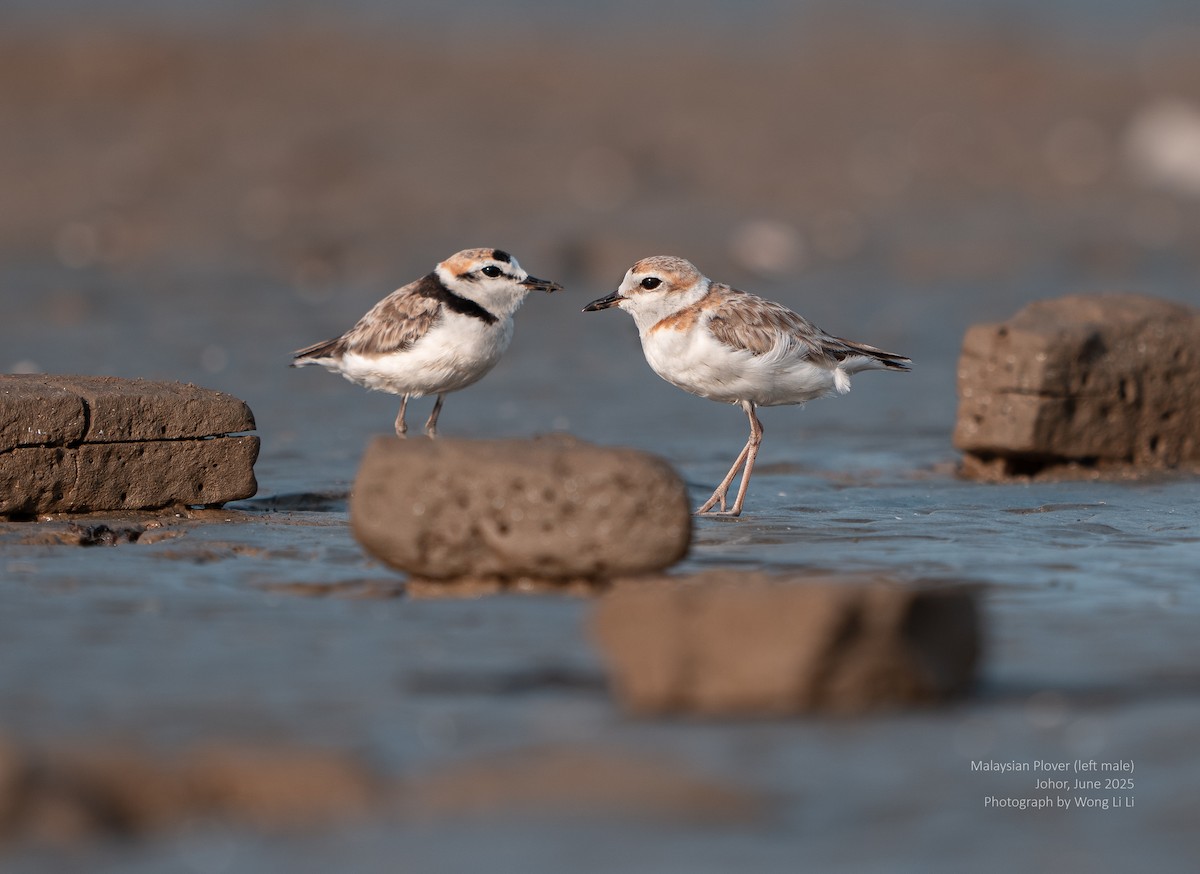 Malaysian Plover - ML647414977