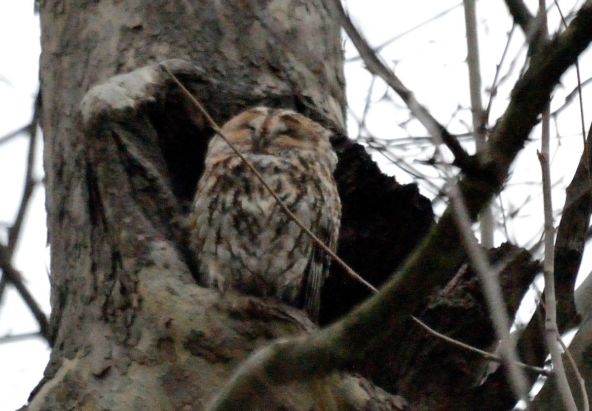 Tawny Owl - ML647414990